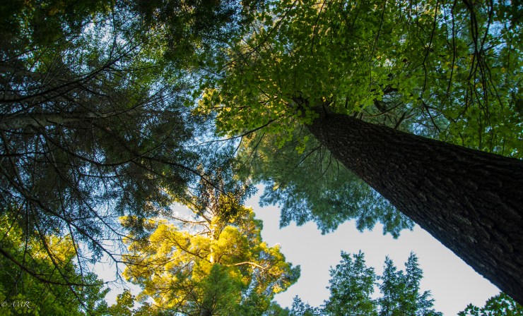 Photo credit: Anthony Rabasca